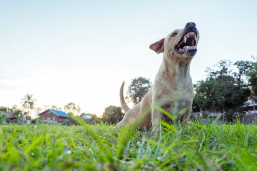 Hoboken Dog Bite Lawyer